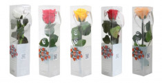 Trandafir Criogenat Natural, cu tulpina si cutie pentru cadou foto