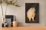 Tablou Canvas, "C&acirc;ine alb pe aleea &icirc;nsorită", Bucurie, Blană, Pufos, Căldură, Lumină, Amiciție, Mulțumire, Răsfăț, Delicatețe, Liniște, 26 x 39 cm, CM
