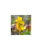 Geum Golden Joy C2, Oem