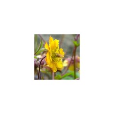 Geum Golden Joy C2
