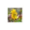Geum Golden Joy C2