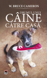 Drumul unui caine catre casa | W. Bruce Cameron, Rao