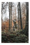 Tablou Canvas Lup &icirc;n Pădure Tomnatică - Artă Natură Solitară, 26 x 39 cm, CMCLASS