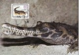 C5283 - Germania Democrata 1985 - Fauna - carte postala maxima