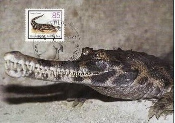 C5283 - Germania Democrata 1985 - Fauna - carte postala maxima