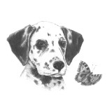 Crochiu incepatori-Dalmatian 13x18 cm, Jad