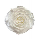 Trandafir Criogenat BONITA WHI-01 (&Oslash;9,5cm, 1 buc /cutie)