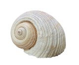 COCHILIE NATURALĂ DECORATIVĂ MELC DE MARE, TONNA GALEA