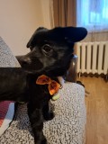 Ofer spre adoptie catel de talie mica, Pedigree