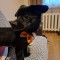 Ofer spre adoptie catel de talie mica
