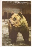 RF163 - Carte Postala - Gradin Zoologica Bucuresti. Urs ( Ursusu Arctos ), necirculata