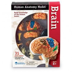Corpul uman - Creierul - 31 piese - Set educativ