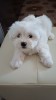 Bichon Maltez cu carnet de sanatate, Pedigree