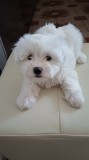Bichon Maltez cu carnet de sanatate