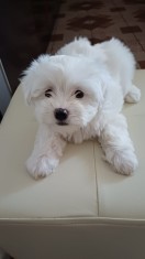 Bichon Maltez cu carnet de sanatate