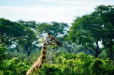 Tablou Canvas, "Girafa printre copaci &icirc;n savană verde", Giraffe, Greenery, Trees, Sky, Wildlife, Nature, Landscape, 39 x 26 cm, CMCLASS
