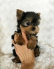 Yorkshire terrier