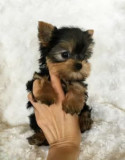 Yorkshire terrier