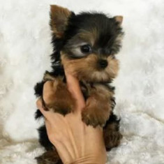 Yorkshire terrier