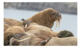 Tablou Canvas, "Colonie de morse pe țărm rece", Nu pot să identific persoane sau animale specifice &icirc;n imagini. Imaginea pare să prezinte un grup de mo
