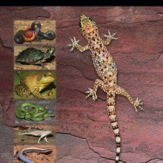 New Mexico's Reptiles and Amphibians: A Field Guide