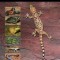 New Mexico&#039;s Reptiles and Amphibians: A Field Guide
