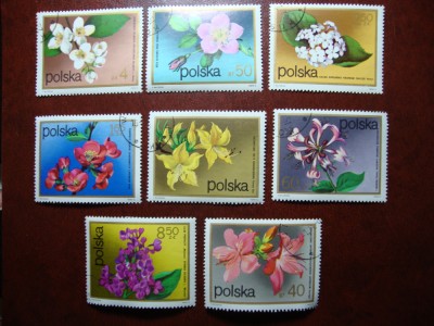 POLONIA SERIE FLORA foto