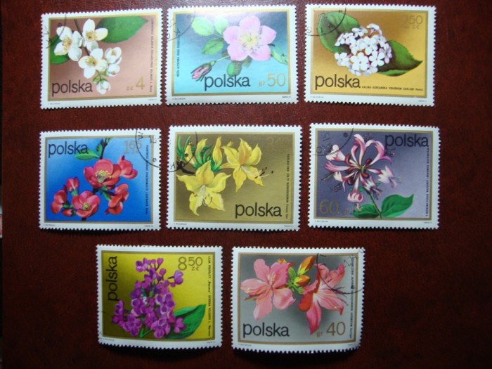 POLONIA SERIE FLORA