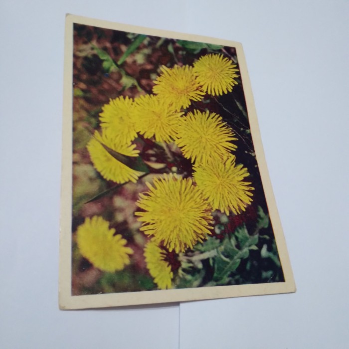 CARTE POSTALA FELICITARE RUSEASCA NECIRCULATA