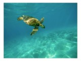 Tablou Canvas, "Broască țestoasă &icirc;n albastrul oceanului", Turtle, Ocean, Aquatic, Serene, Graceful, Blue, Tranquil, Water, 39 x 26 cm, CMCLASS