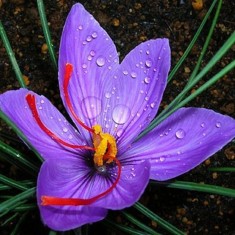 Seminte Sofran, Crocus sativus foto
