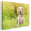 Tablou caine Beagle in natura Tablou canvas pe panza CU RAMA 40x60 cm