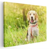 Tablou caine Beagle in natura Tablou canvas pe panza CU RAMA 80x120 cm