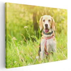Tablou caine Beagle in natura Tablou canvas pe panza CU RAMA 60x80 cm