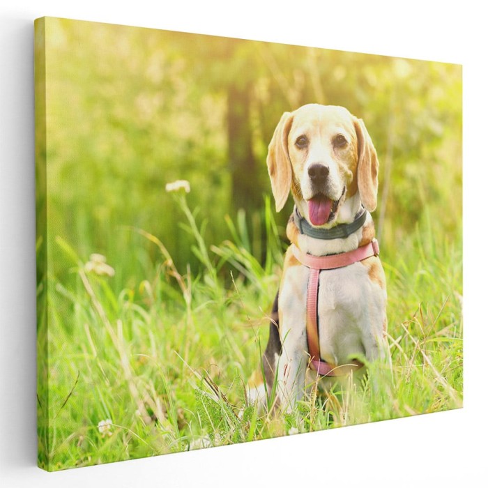 Tablou caine Beagle in natura Tablou canvas pe panza CU RAMA 40x60 cm