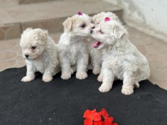 Catei bichon maltez foto