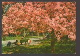 CPIB 24276 CARTE POSTALA - BUCURESTI, PARCUL HERASTRAU, NECIRCULATA
