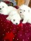 Căței bichon maltez - 3