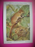 HOPCT 6246 MUSCARDINUS AVELLANARIUS-ROZATOARE -FAUNA EUROPA-CP CHROMO LITHO -MUZEUL REGAL STIINTE NATURALE BELGIA-NECIRCULATA, Printata