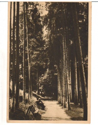 CPIB 16505 CARTE POSTALA - BAZNA. ALEEA CU BRAZI, RPR, LIBRARIA NOASTRA foto