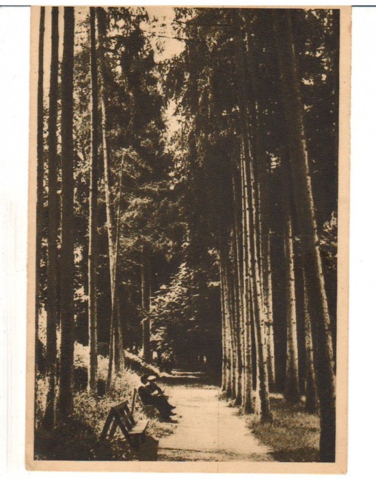 CPIB 16505 CARTE POSTALA - BAZNA. ALEEA CU BRAZI, RPR, LIBRARIA NOASTRA