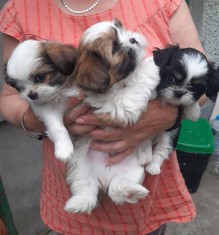 Puiuti shihtzu cu bichon