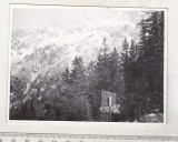 Bnk foto Piatra Craiului - Spre Cabana Plaiul Foii - 1973, Alb-Negru, Romania de la 1950, Natura