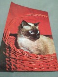 Cumpara ieftin CARTE POSTALA --FELICITARE NECIRCULATA