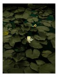 Tablou Canvas, "Floare de lotus &icirc;n amurg liniștit", Frumusețe, Tranquilitate, Contrast, Natură, Serinitate, Liniște, 26 x 39 cm, CMCLASS