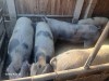 Porci de vanzare 100 -220 kg