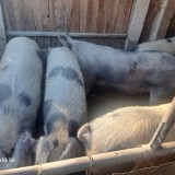 Porci de vanzare 100 -220 kg