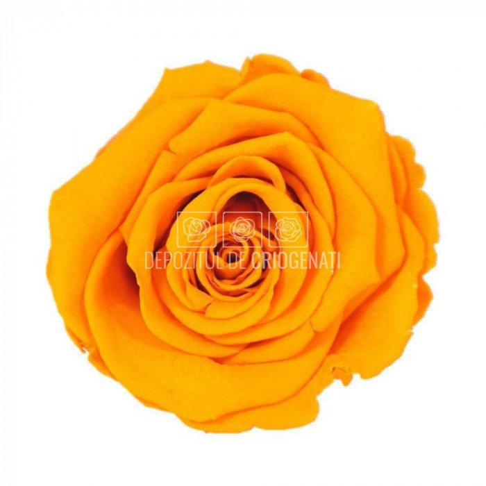 Trandafiri Criogenati XL ORA-02 (&Oslash;6-6,5cm, set 6 buc /cutie)