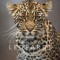 Remembering Leopards