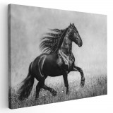Tablou cal negru alergand Tablou canvas pe panza CU RAMA 80x120 cm